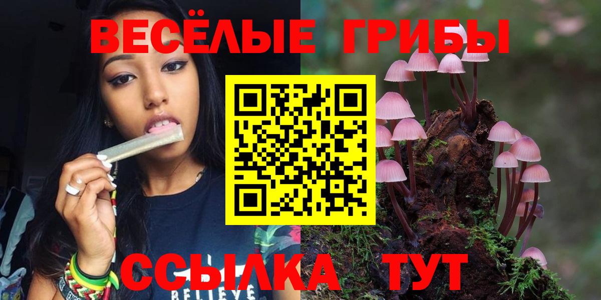 Псилоцибиновые грибы Psilocybe Бердск
